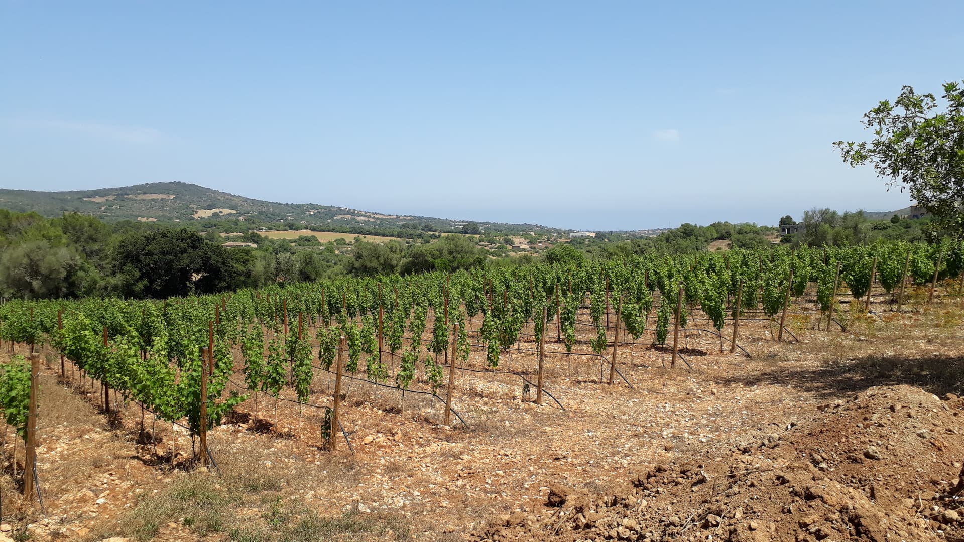 Eigener Weinberg Header