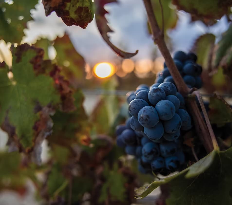 Bodegas CA N'TINA - Die Weine