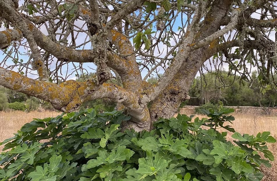 Casa Path - Einführung