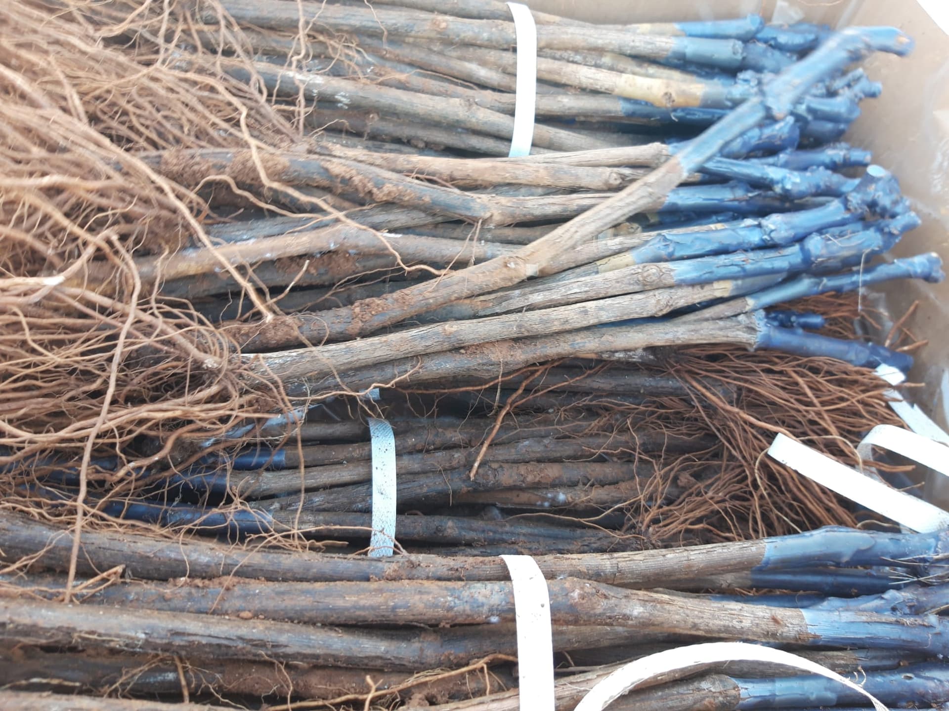 Marcus & Moritz - Die Weine