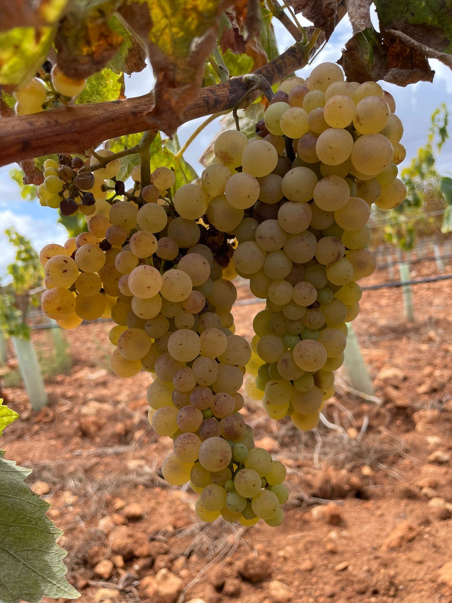 Parcela 111 - Bild 3