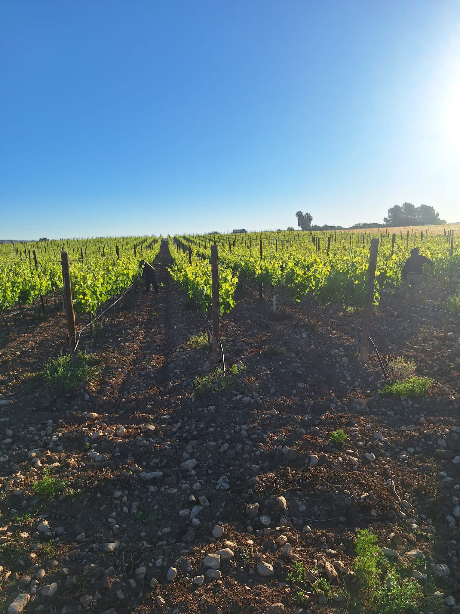 Viña Nina Magdalena - Bild 4