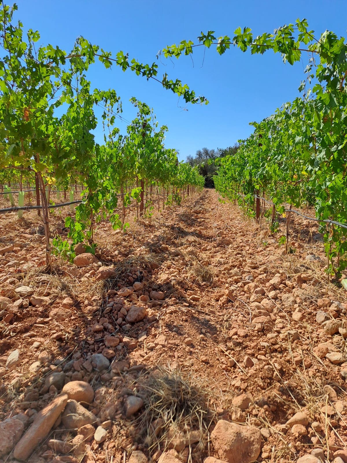 Tres Hermanos - Bild 3